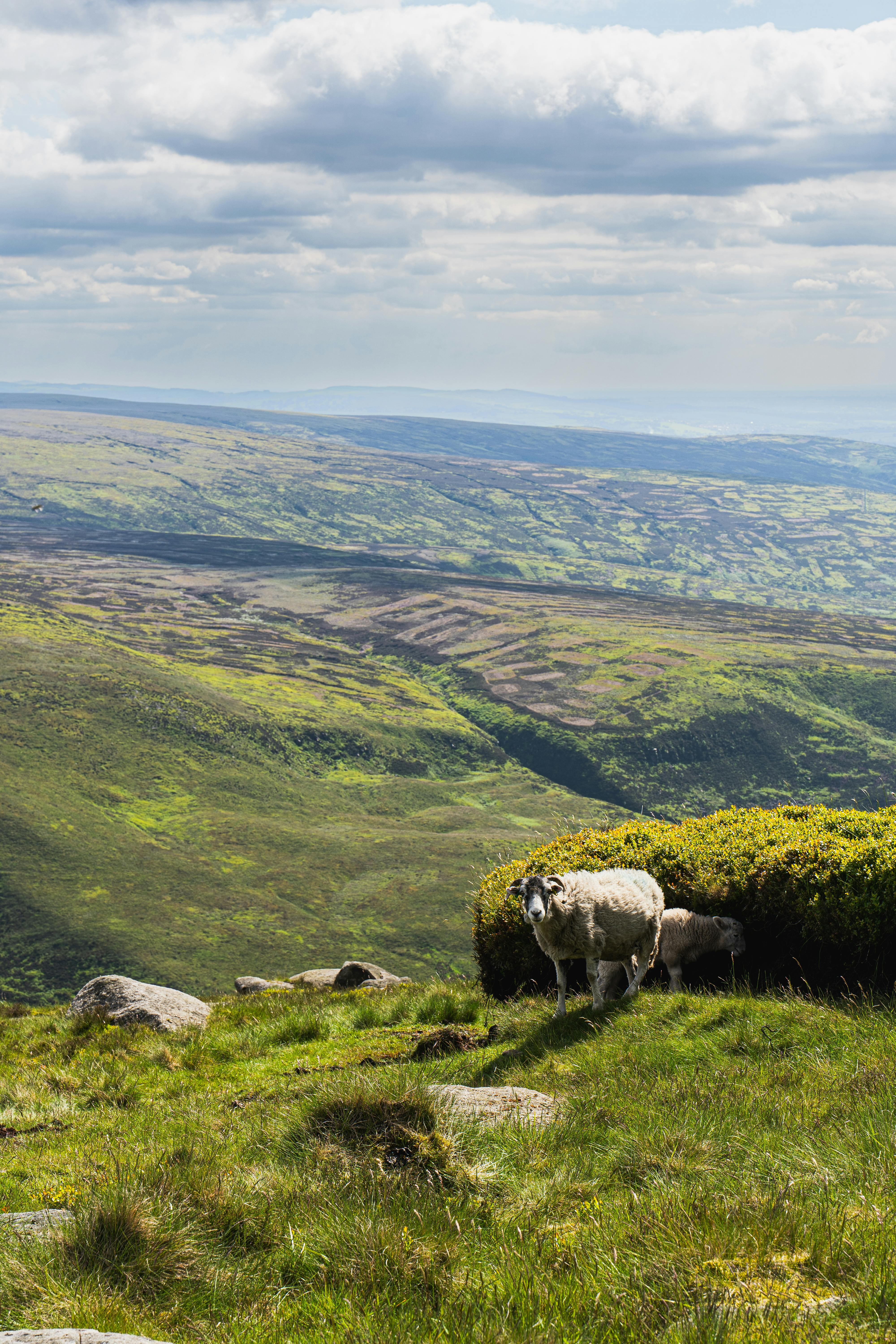 Scenic countryside landscape with rolling hills and lush greenery