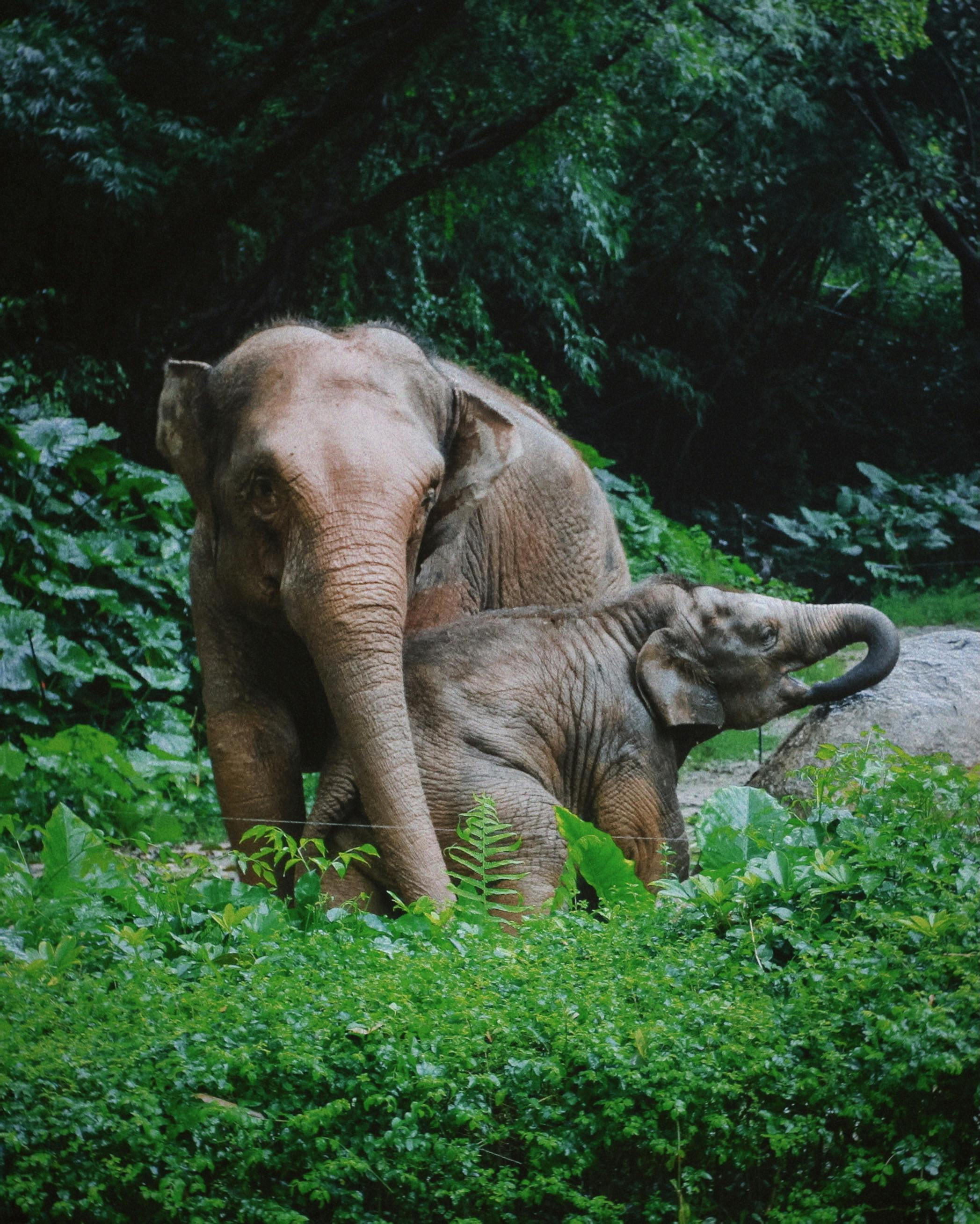 Edinburgh Budget Travel Edinburgh Zoo