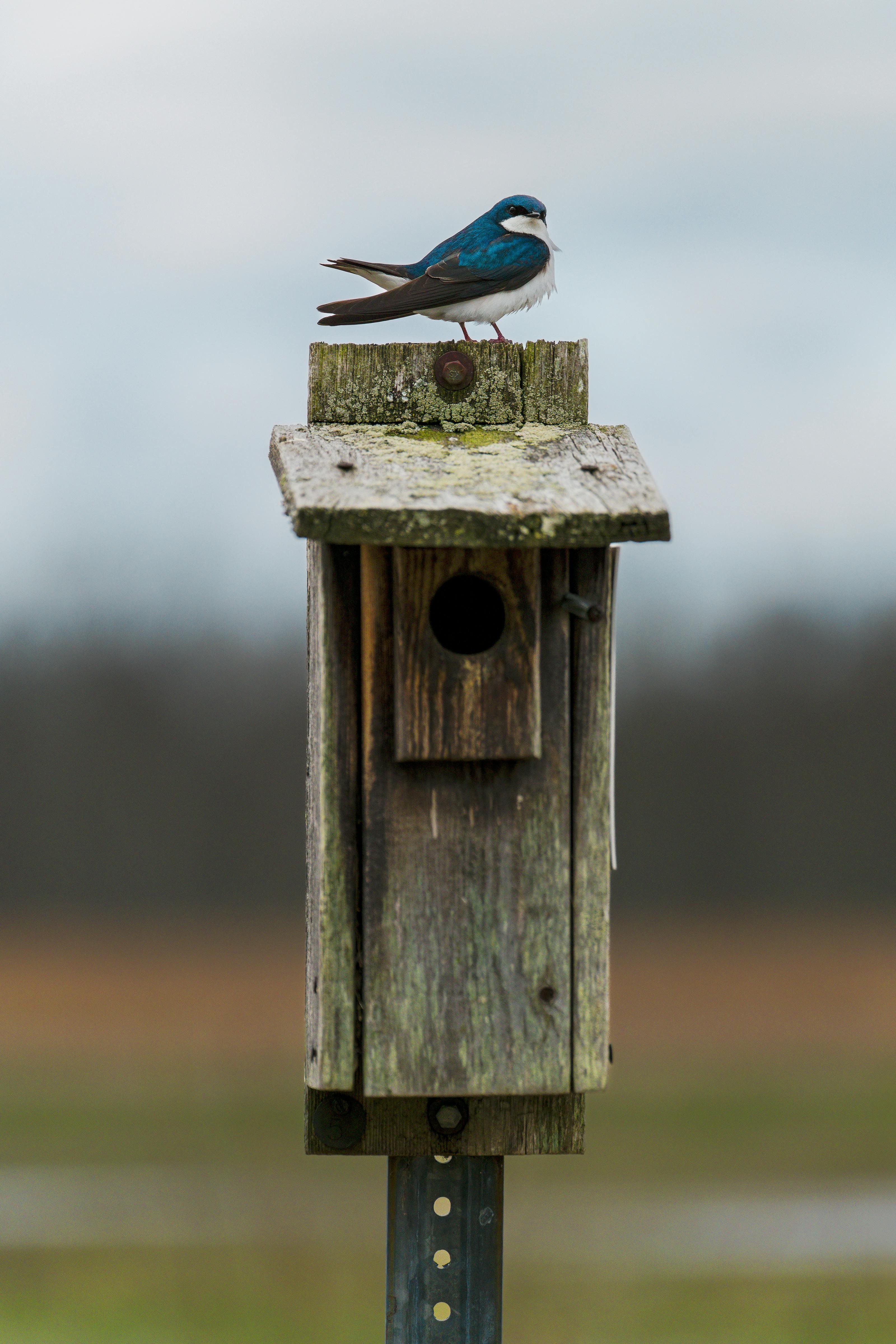 Snowdonia Budget Travel Swallow Falls