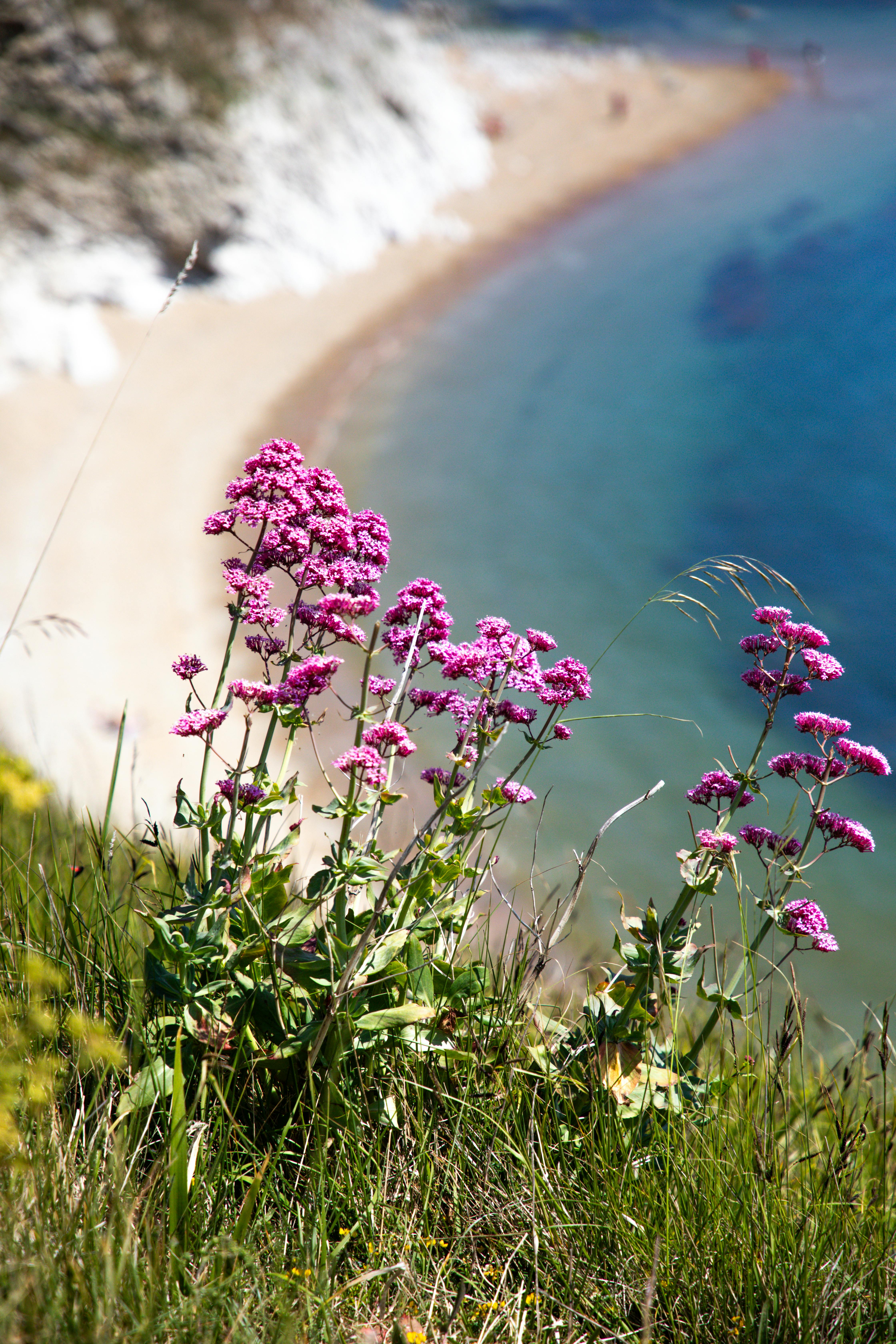 Coastal landscape, seaside cliffs, and beach